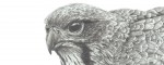 Falcon Drawing No2 